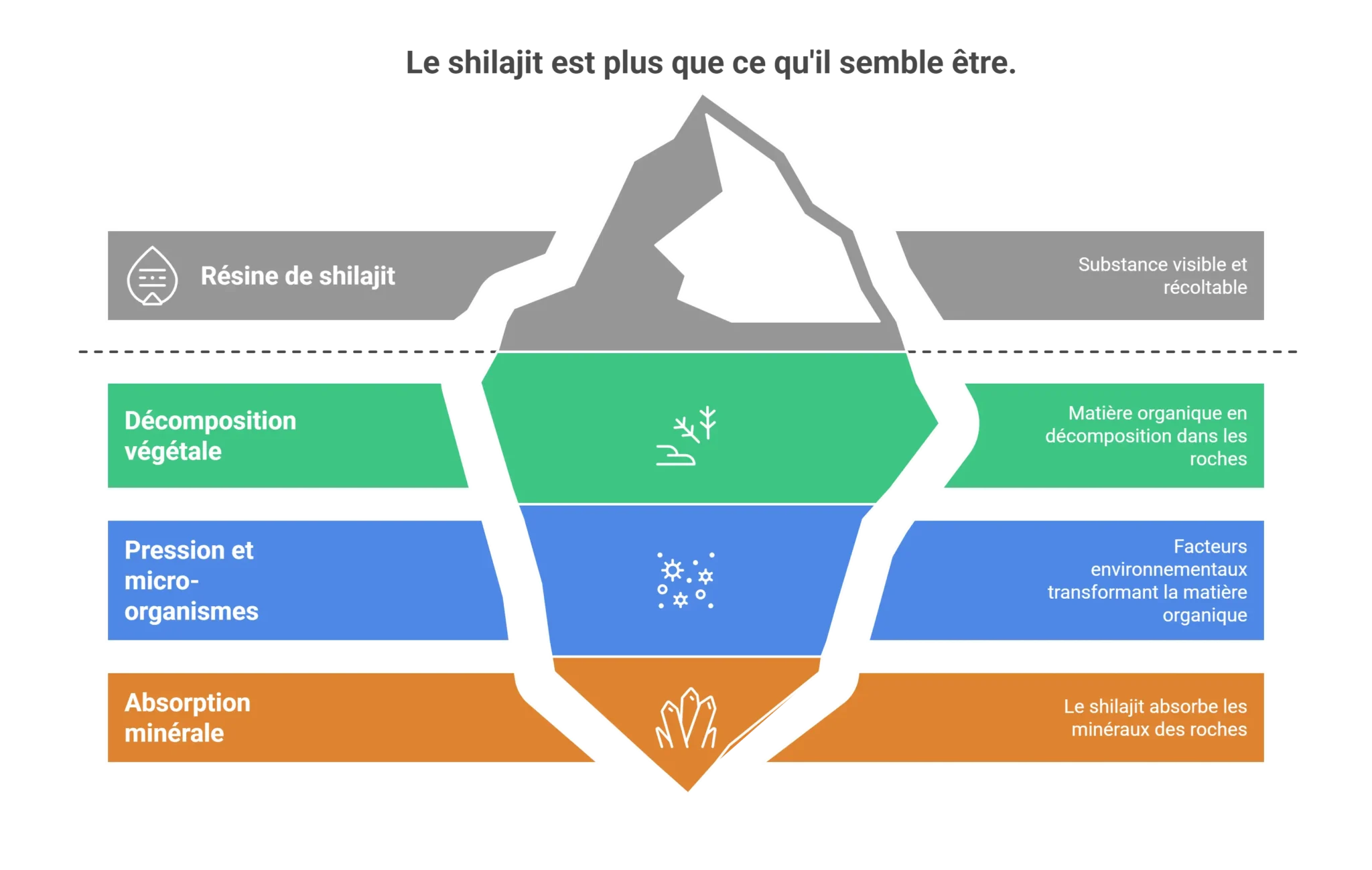 Le Shilajit est-il une plante ? Décryptage d’une confusion répandue