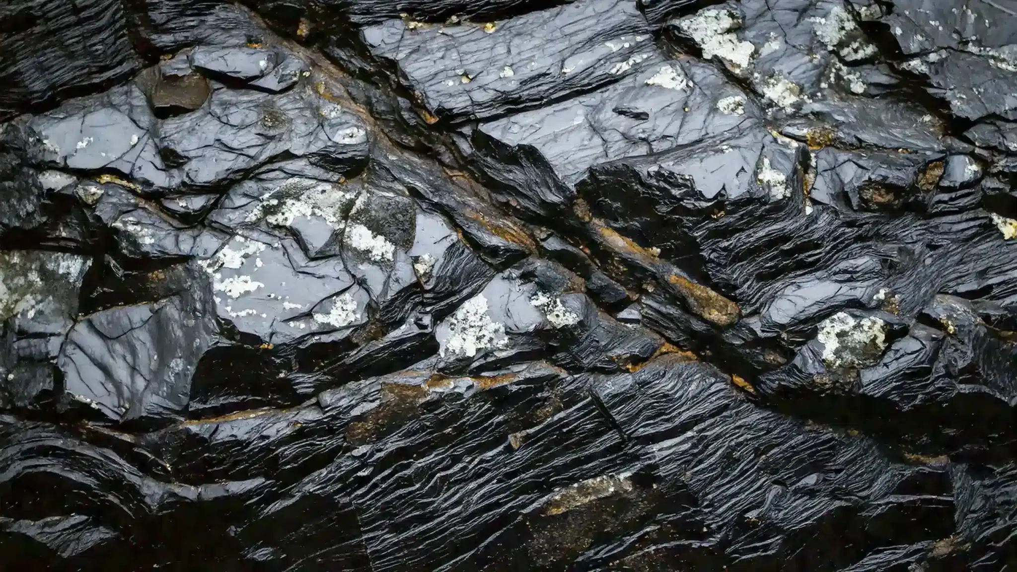 Le Shilajit est-il une plante ? Décryptage d’une confusion répandue
